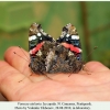 vanessa atalanta copula2